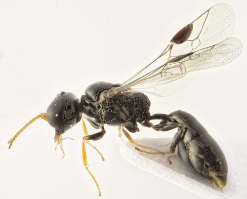 Réf. 302 001 : Stigmus pendulus